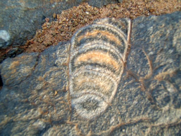 site5