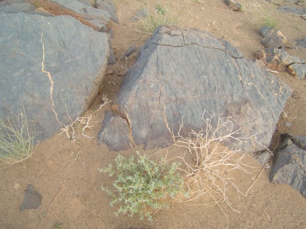 sitefossile_03