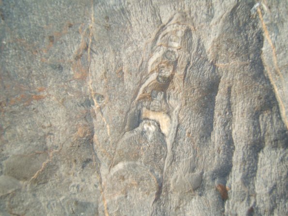 sitefossile_05