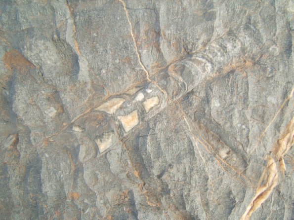 sitefossile_08