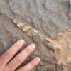 sitefossile_09