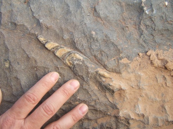 sitefossile_09
